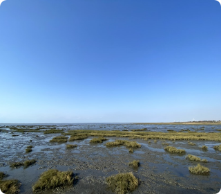 人工濕地，人工濕地建設